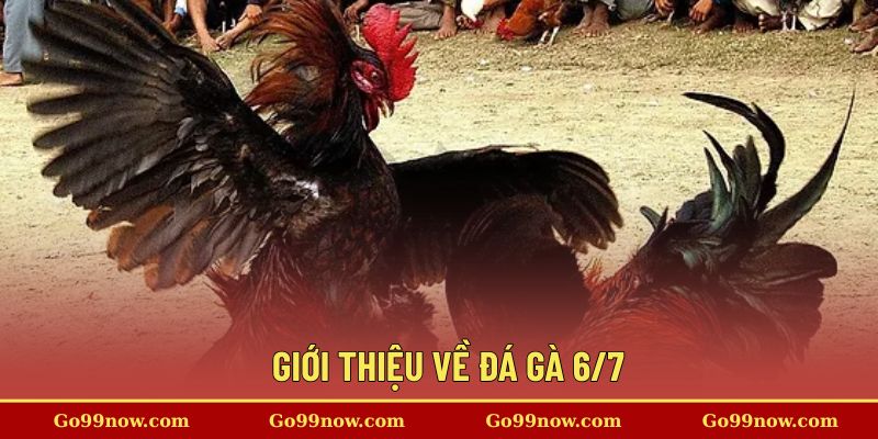 Giới thiệu về đá gà 6/7 